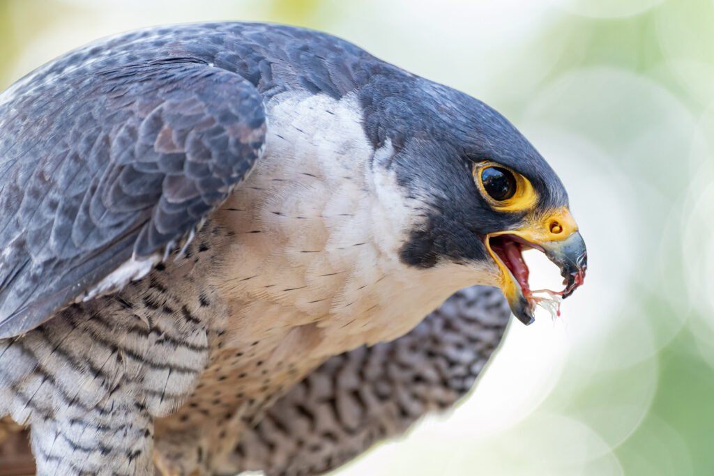 Peregrine Falcon