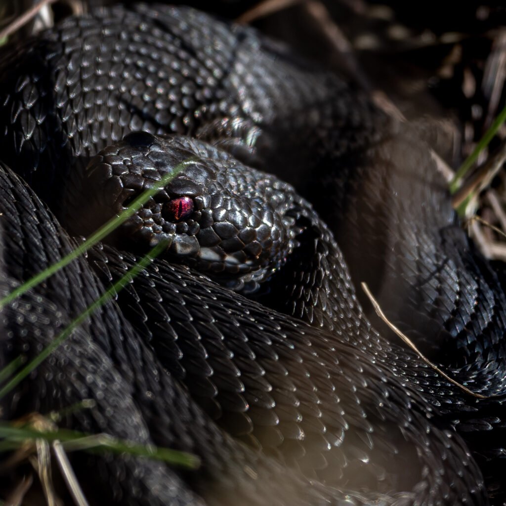 Black Adder