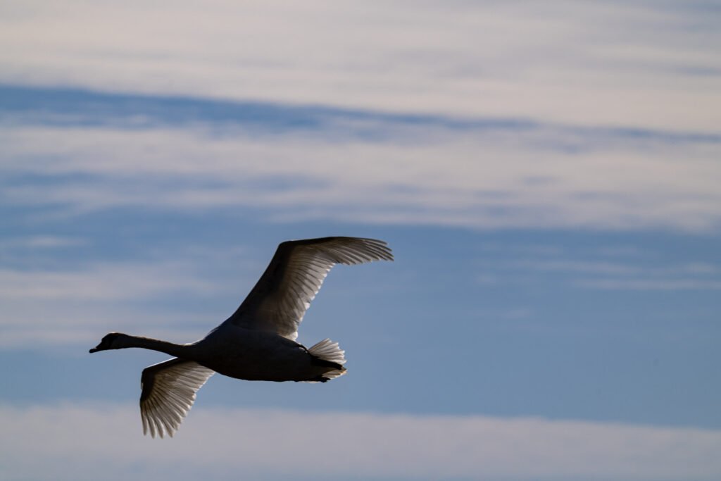 Mute Swan