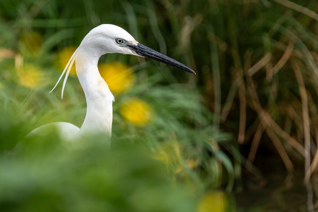 Little Egret