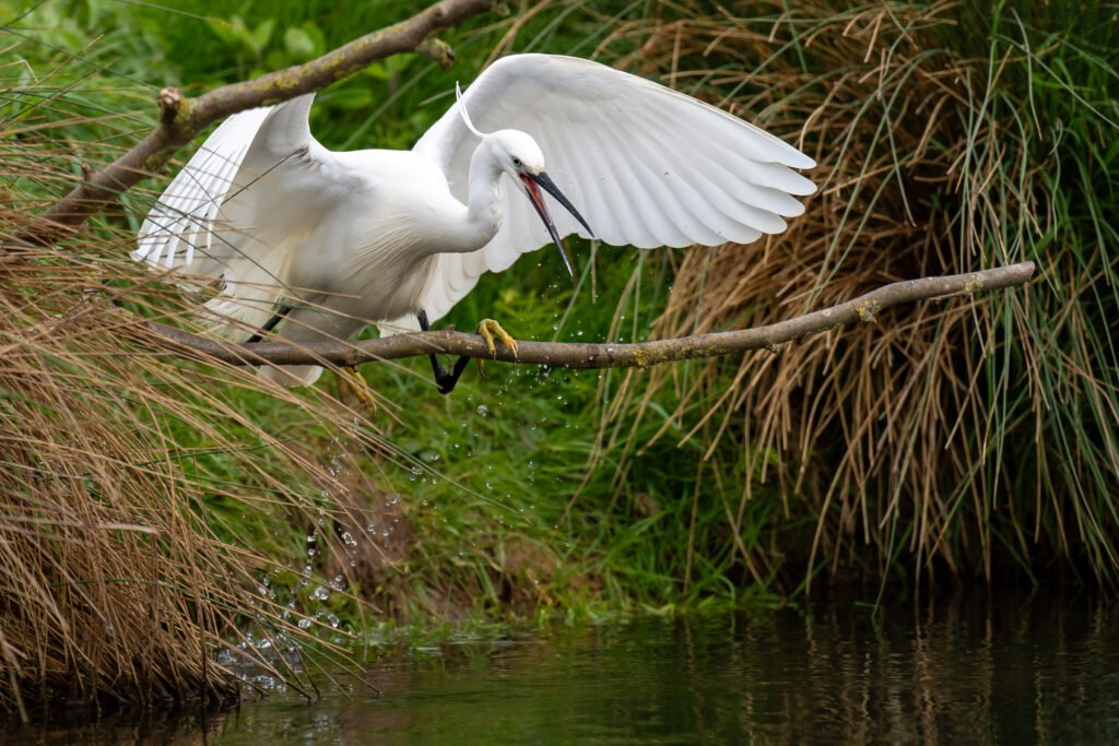 Little Egret