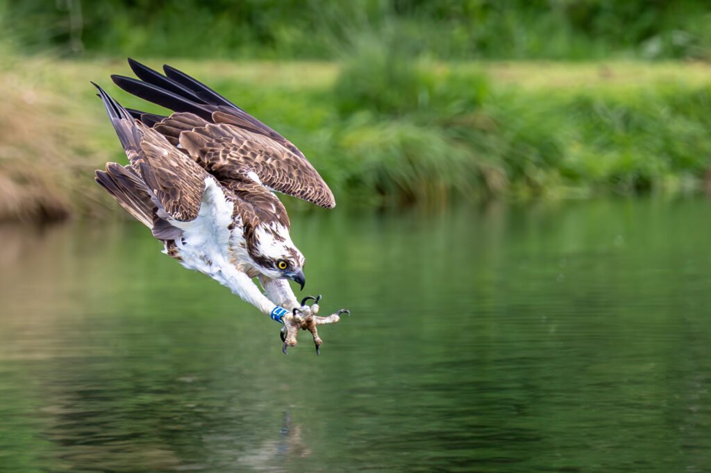 Osprey diving