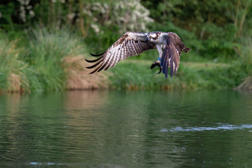 Osprey with fish