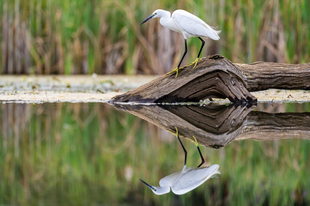 Little Egret