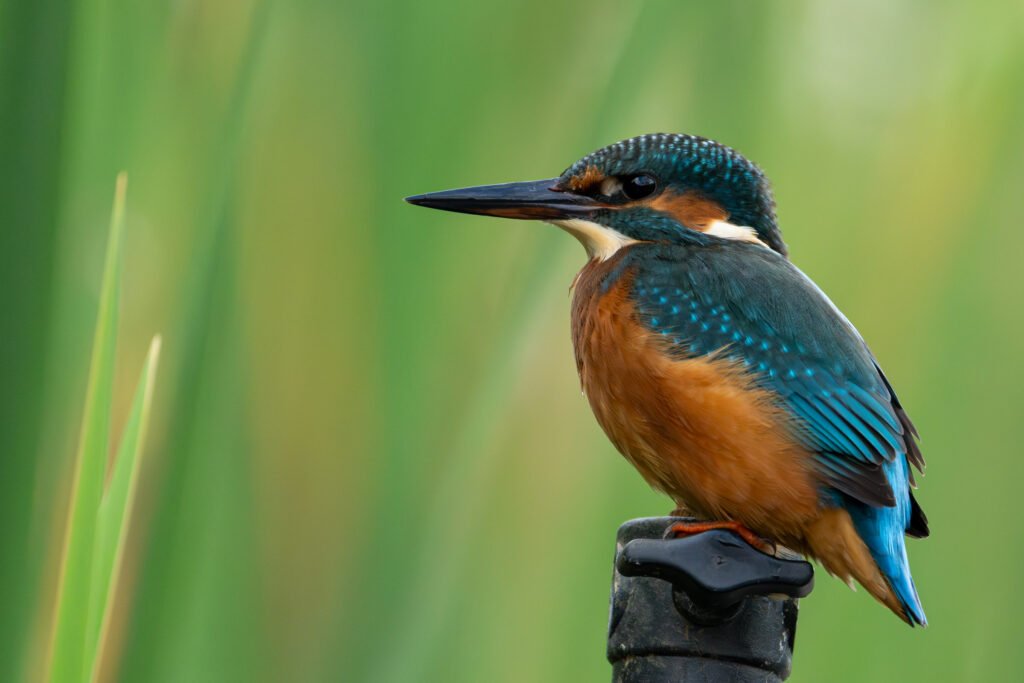 Kingfisher