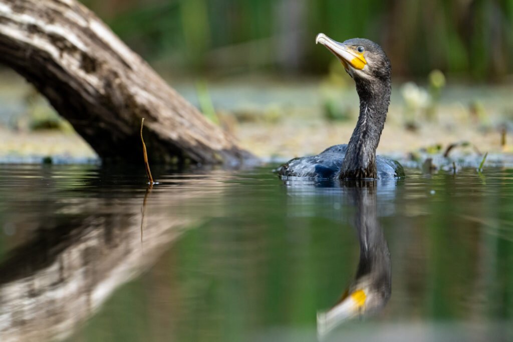 Cormorant swimming