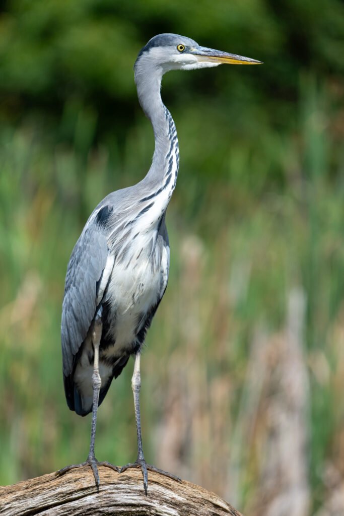 Grey Heron