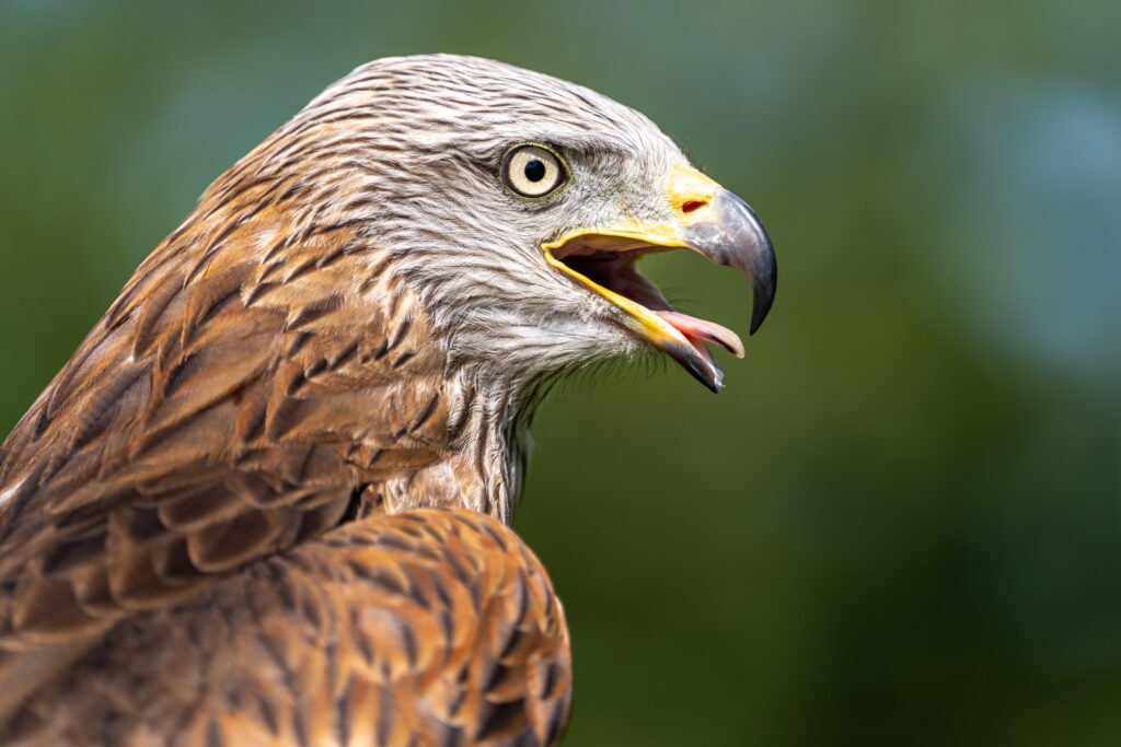 Red Kite