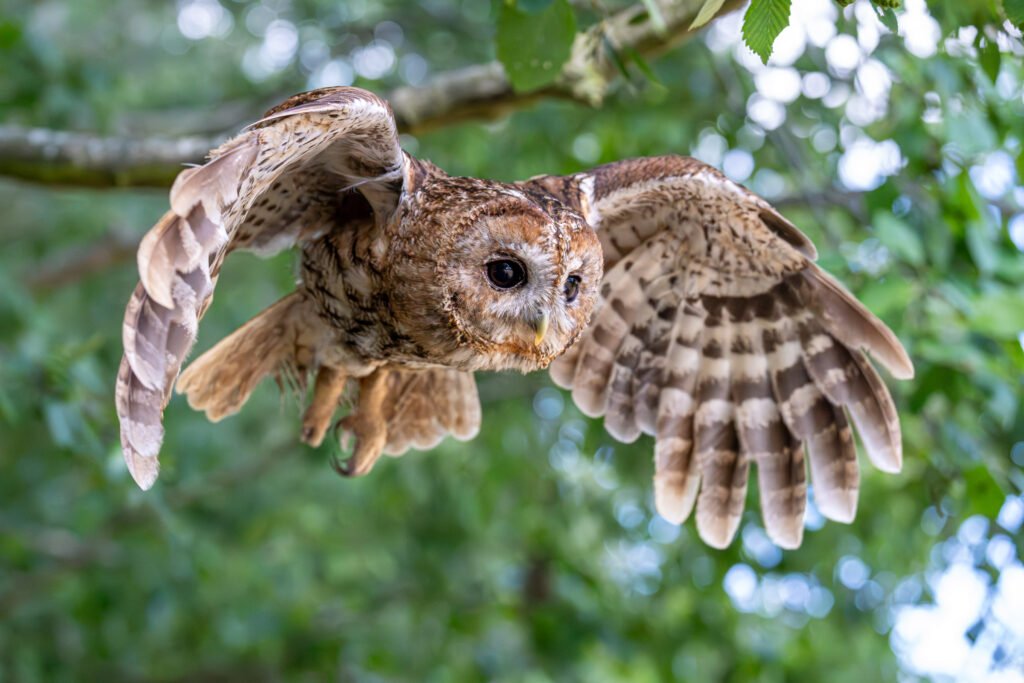 Tawny Owl