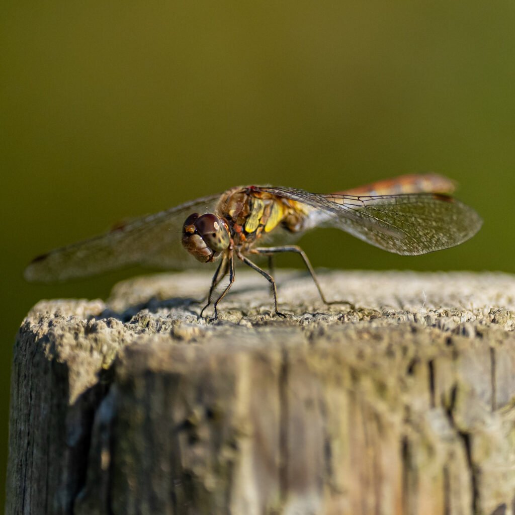 Dragonfly