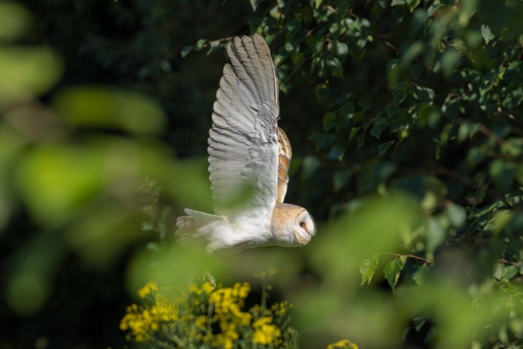 Barn Owl hunting