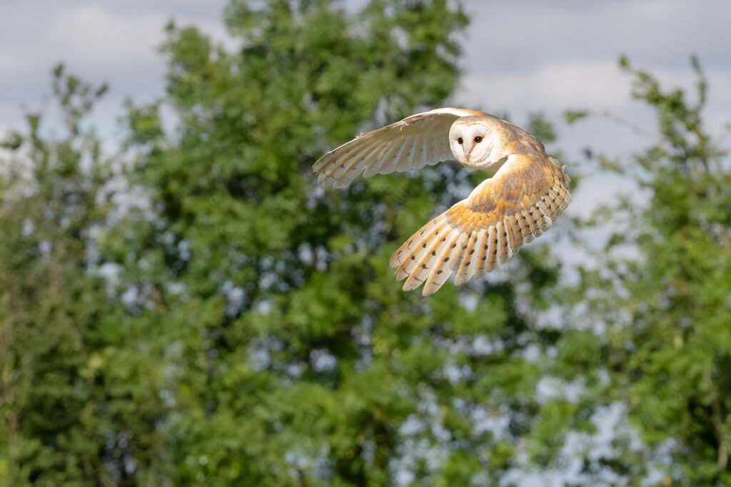 Barn Owl