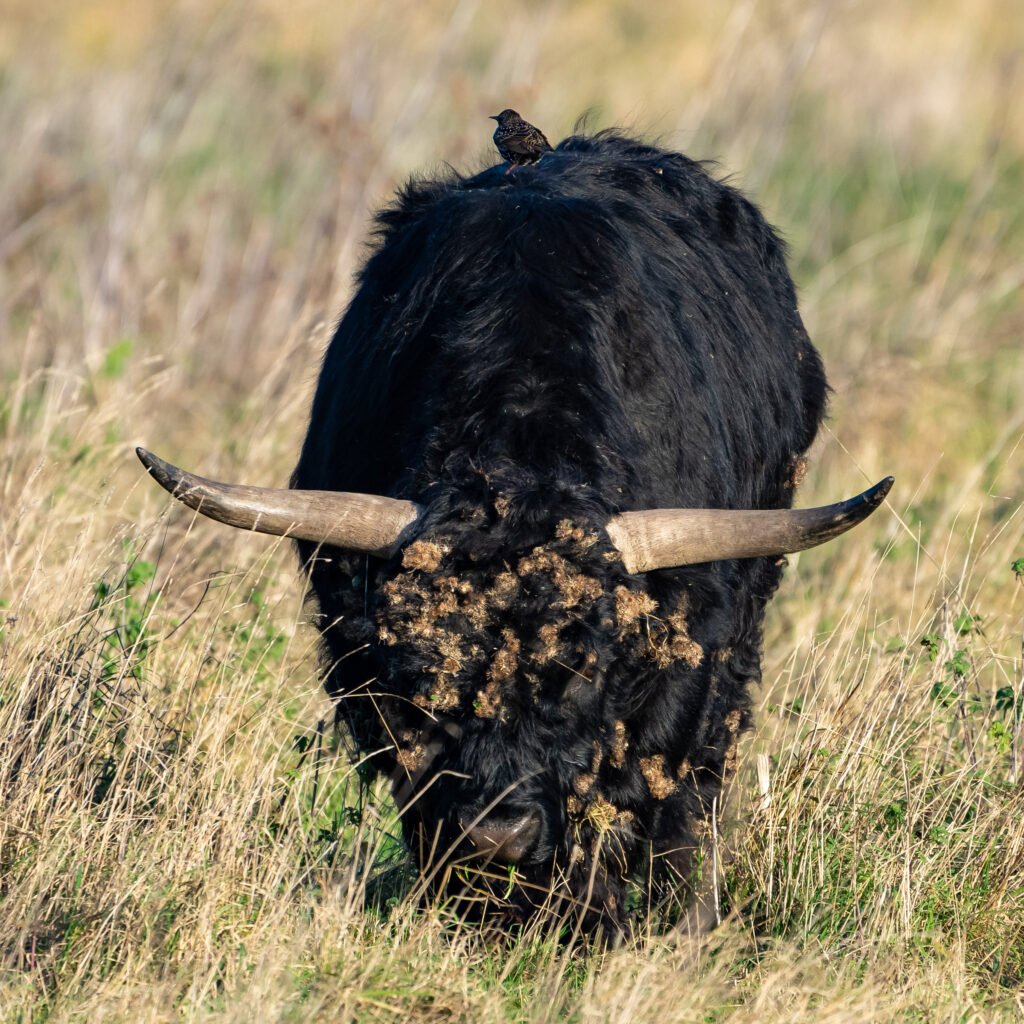 Bull and Starling