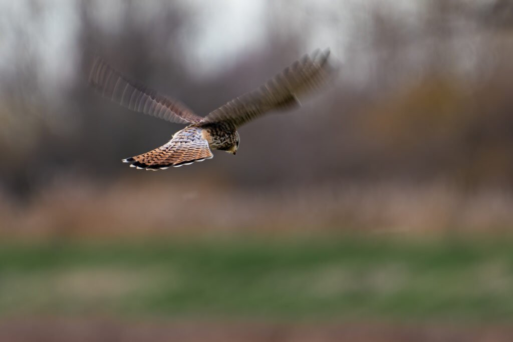 Kestrel hovering