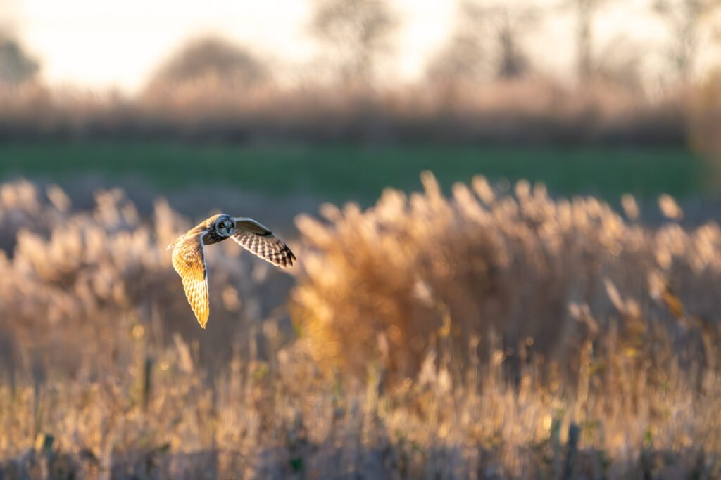 Short-Eared Owl