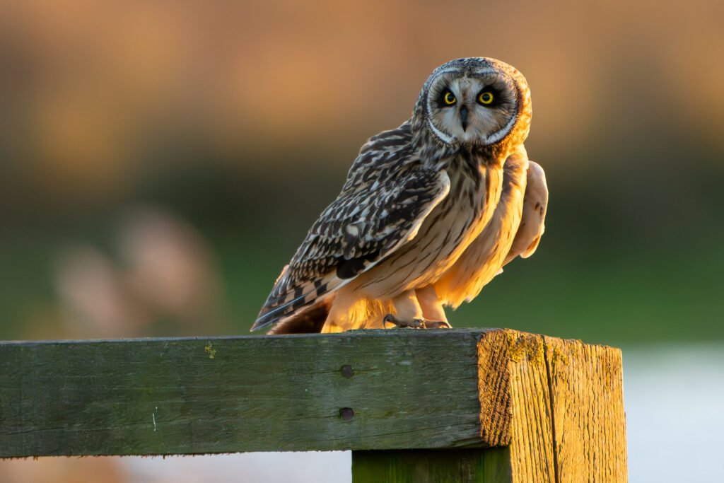 Short-Eared Owl