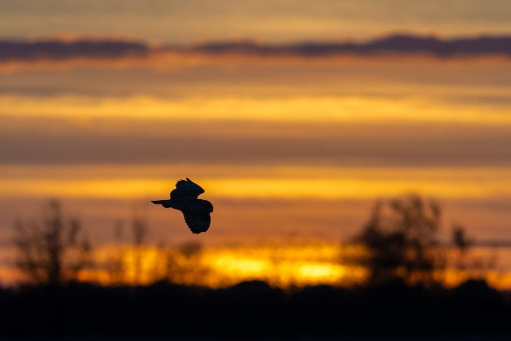 Short-Eared Owl at sunset