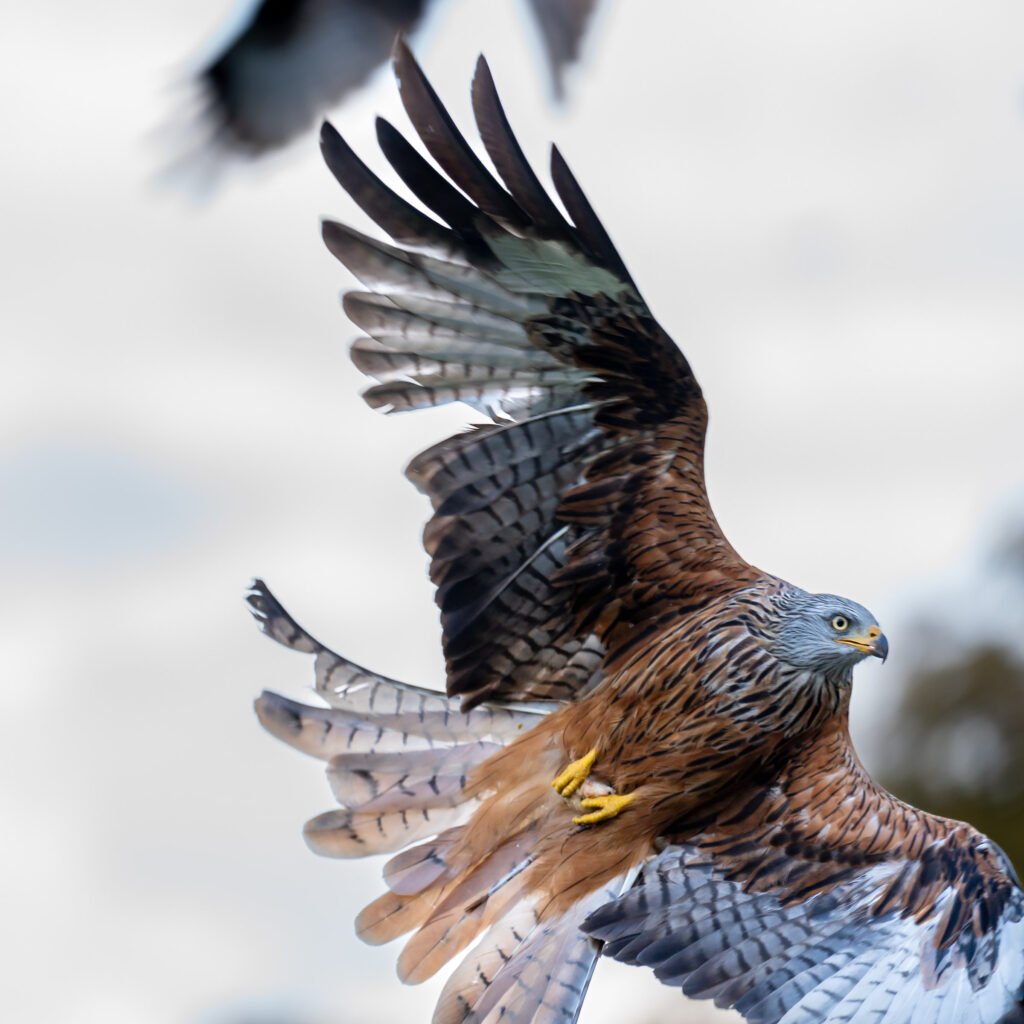 Red Kite