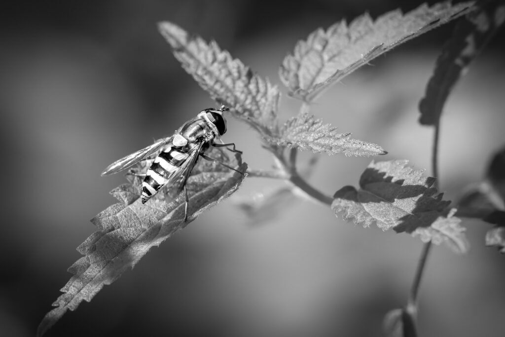 Hoverfly